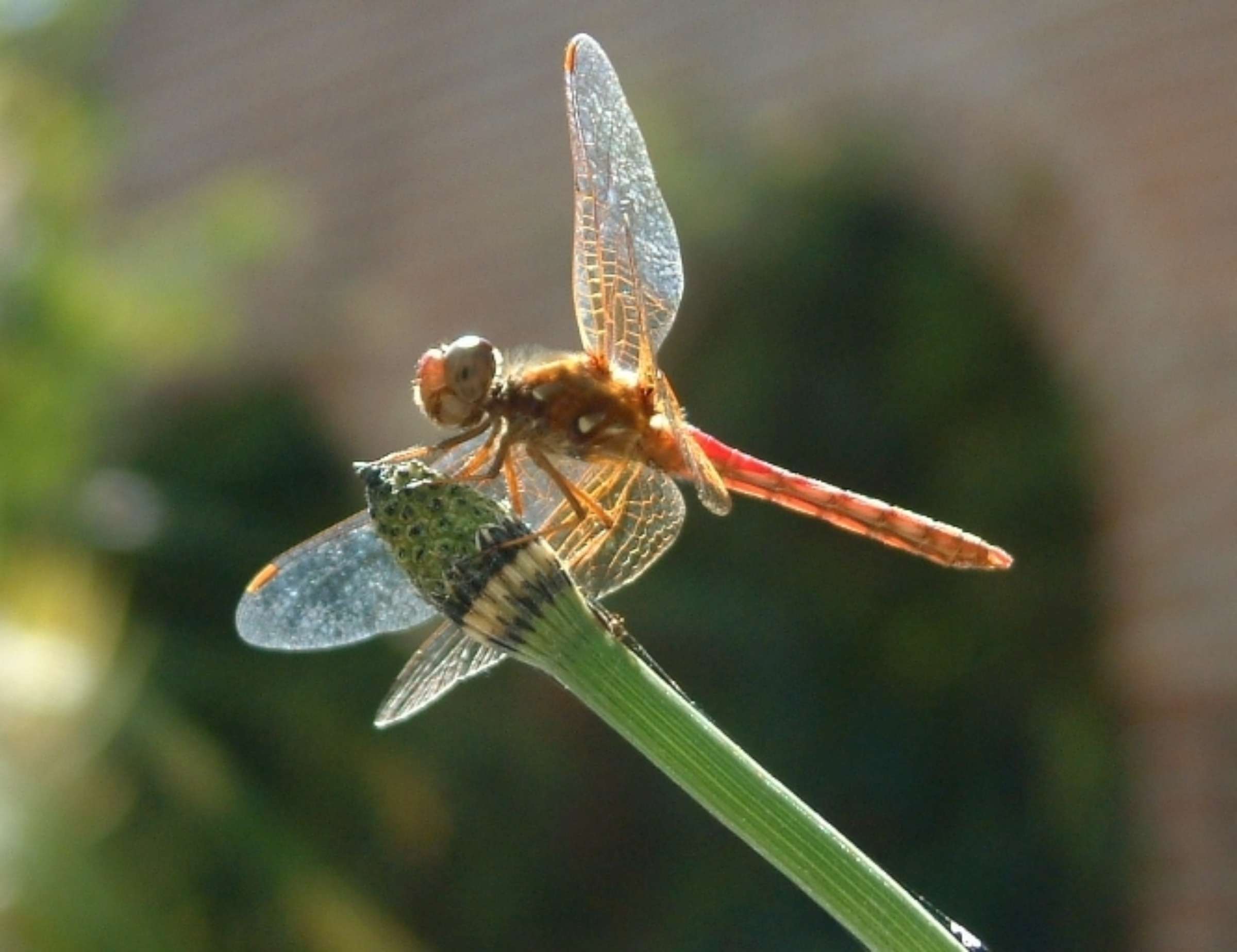 12 Dragonfly-W2400.jpg